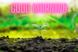 Beautiful Good Morning Images