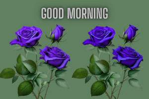 Beautiful Good Morning Images