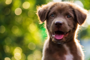 100+ Best New Puppy Captions for Instagram Photos