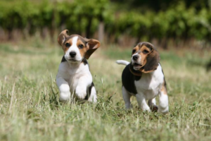 100+ Best New Puppy Captions for Instagram Photos