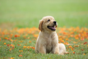 100+ Best New Puppy Captions for Instagram Photos