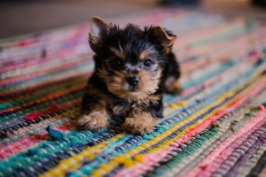 100+ Best New Puppy Captions for Instagram Photos