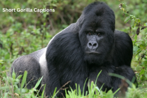 80+ Best Gorilla Captions and Quates for Instagram Photos