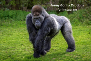 80+ Best Gorilla Captions and Quates for Instagram Photos