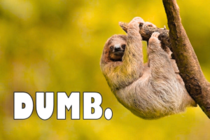 90+ Best Dumb Instagram Captions for Photos