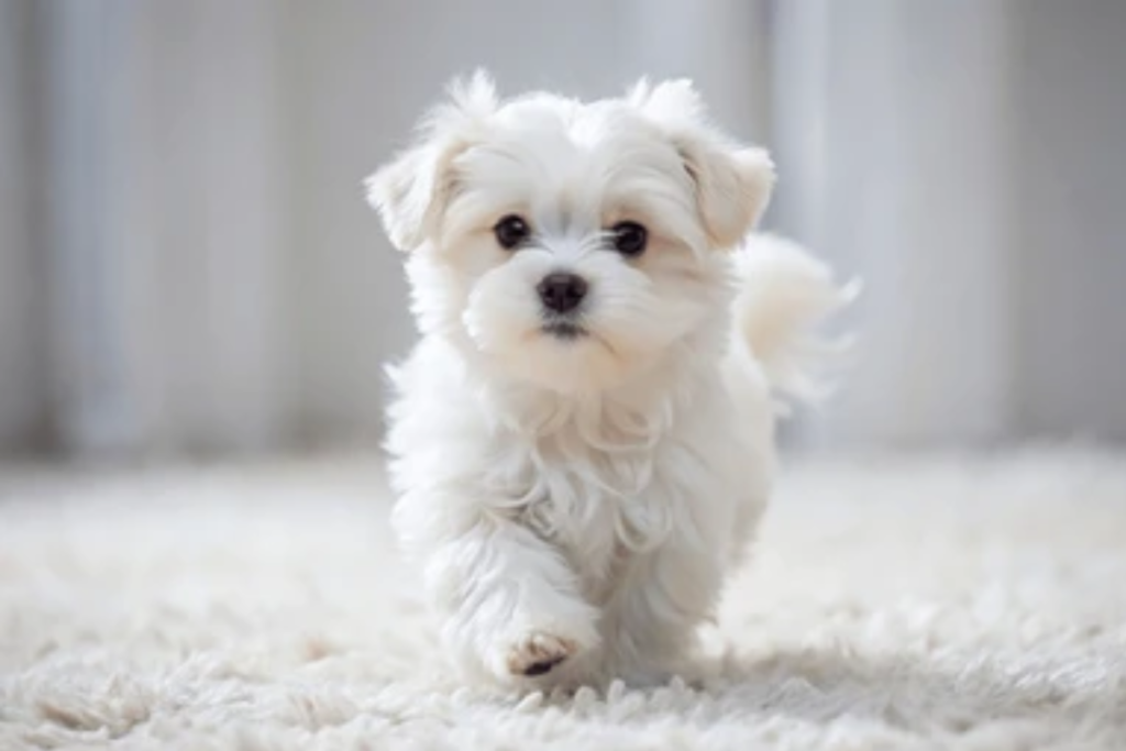 100+ Best New Puppy Captions for Instagram Photos