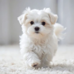 100+ Best New Puppy Captions for Instagram Photos