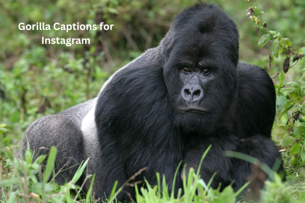 80+ Best Gorilla Captions and Quates for Instagram Photos