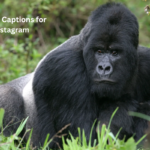 80+ Best Gorilla Captions and Quates for Instagram Photos